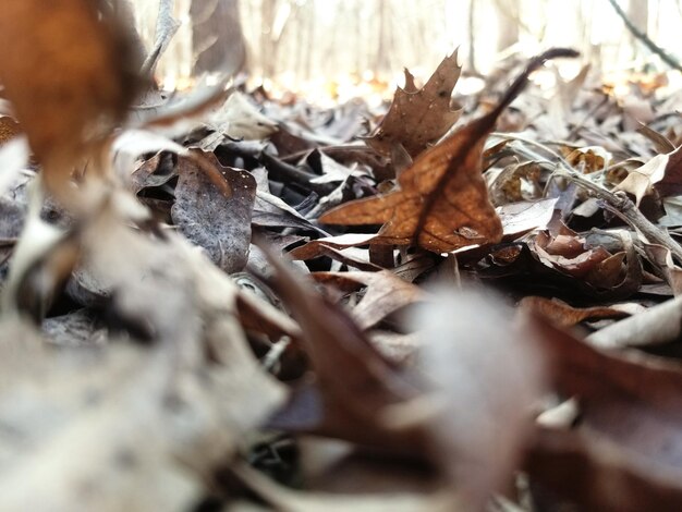 Close-up of dried autumn leaves