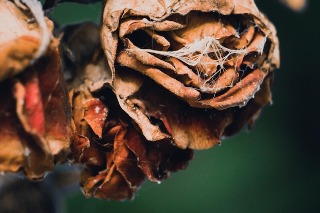 Photo close-up of dried dry flowers