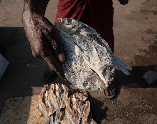 Close up of dried fish in Sri Lanka