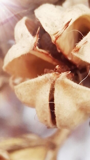 Close-up of dried flower