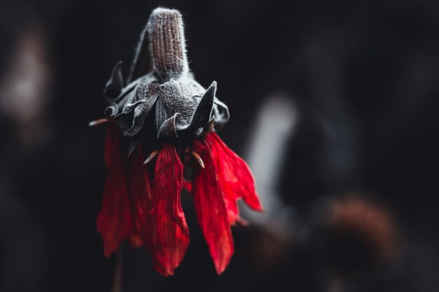 Photo close-up of dried flowering plant