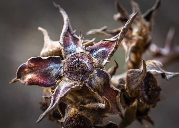 close-up of dried flowering plant