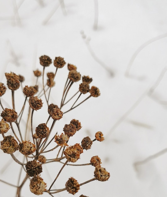 Close-up of dried flowers during winter