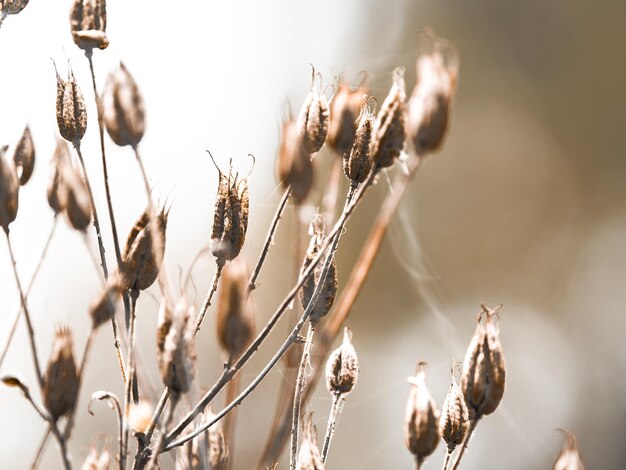 Photo close-up of dried flowers