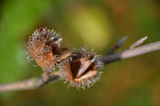 Foto close-up di fiori secchi