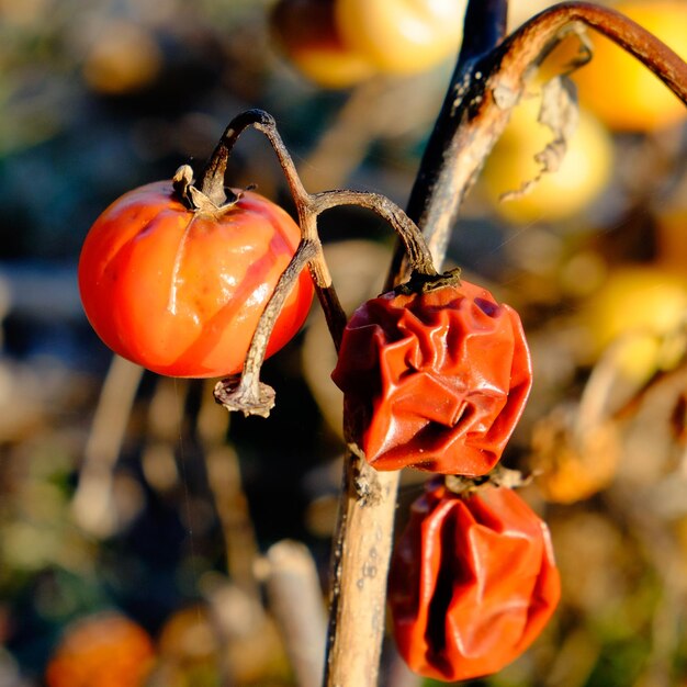 Foto close-up di frutta secca sul gambo