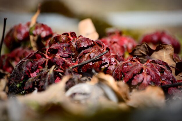 Photo close-up of dried fruits