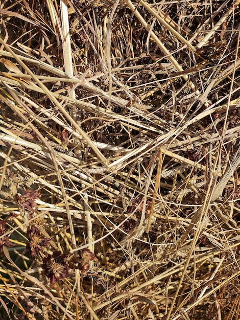 Close up dried haystack