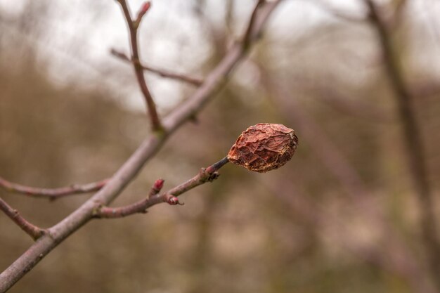 Close-up of dried leaf on branch