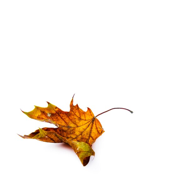 Photo close-up of dried leaf on white background