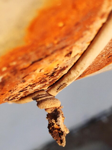 Close-up of dried leaf on wood