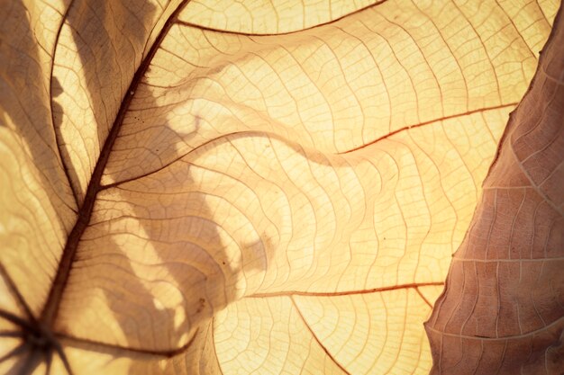 Close up of dried leaf