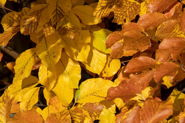 Close-up of dried leaves during autumn