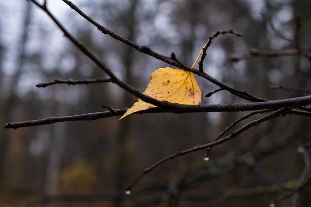 Close-up of dried leaves on branch