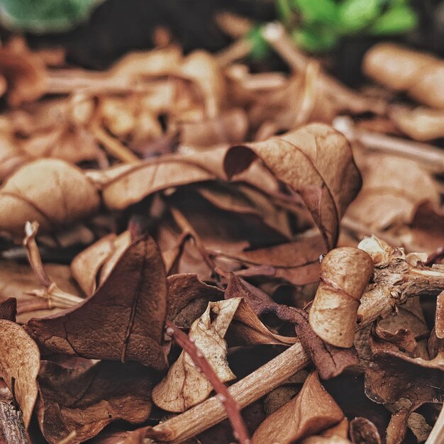 Photo close-up of dried leaves on field