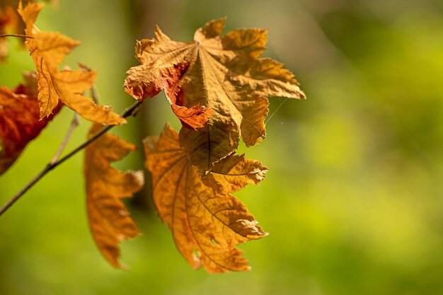 close-up of dried leaves on plant during autumn