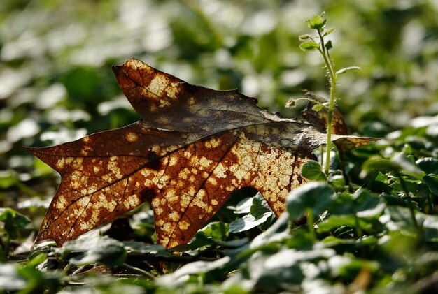 Foto prossimo piano delle foglie secche sulla pianta