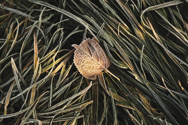 Photo close-up of dried leaves on plant