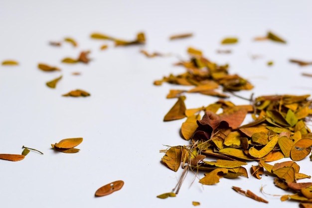 Photo close-up of dried leaves on table