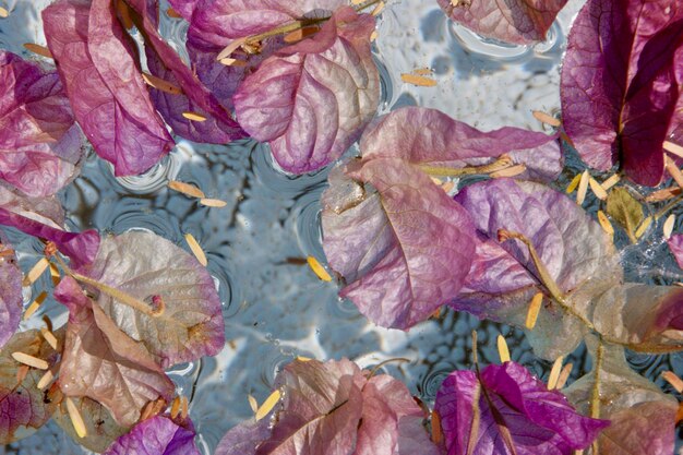 Photo close-up of dried leaves on water