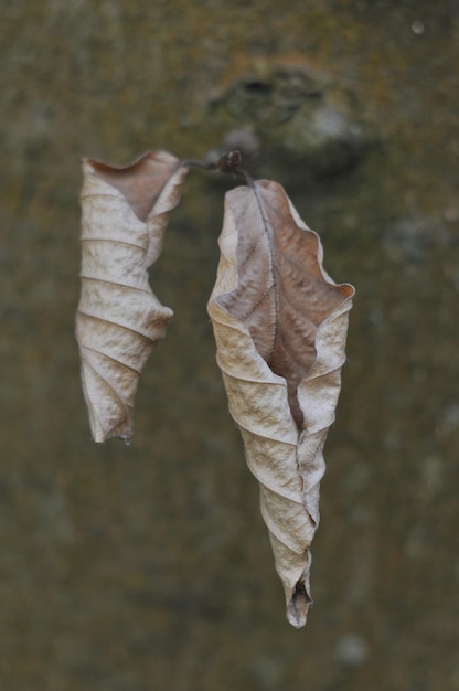 Close-up of dried leaves