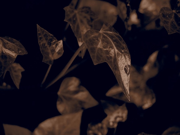 Photo close-up of dried leaves