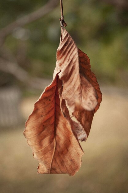 Photo close-up of dried maple leaf