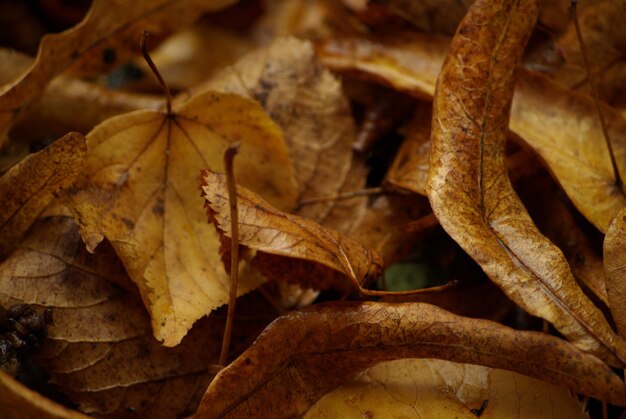 Close-up of dried maple leaves