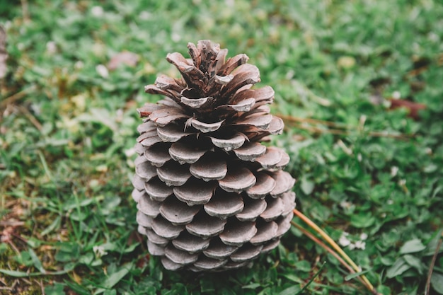 Close up of a dried pine cone