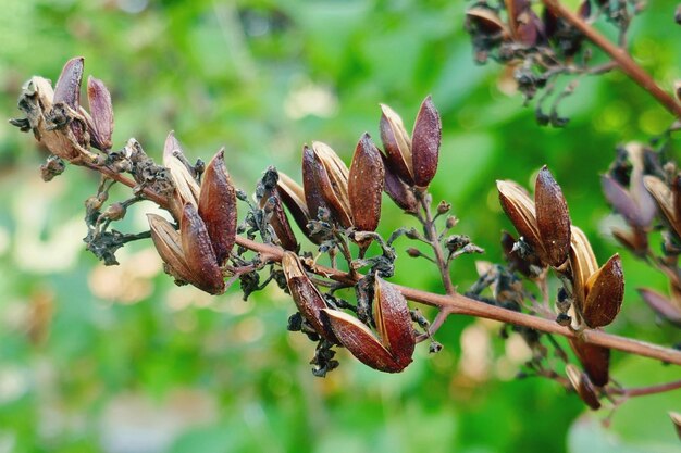 Photo close-up of dried plant against blurred background