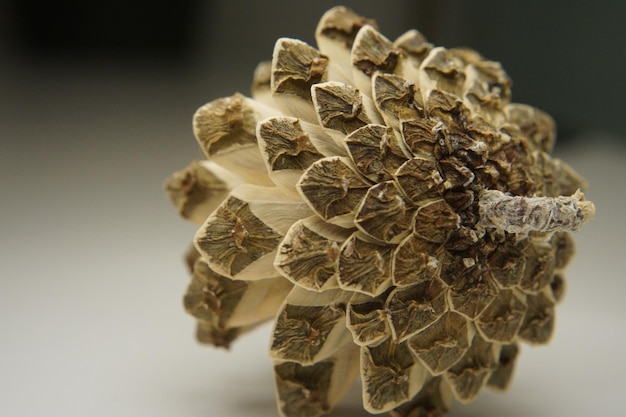 Photo close-up of dried plant against white background