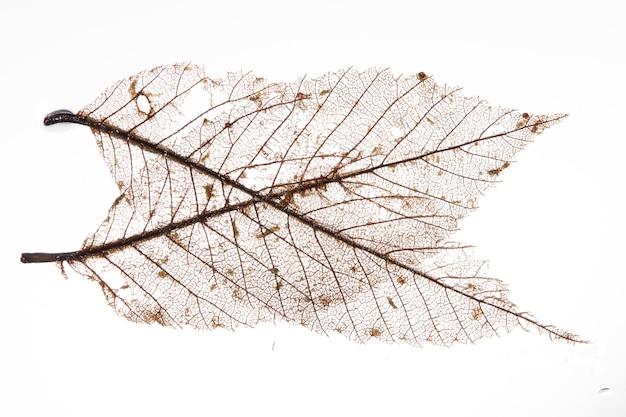 Photo close-up of dried plant against white background