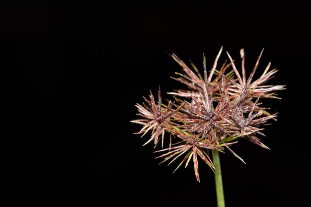 Photo close-up of dried plant over black background