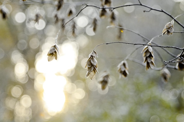 Photo close-up of dried plant during autumn