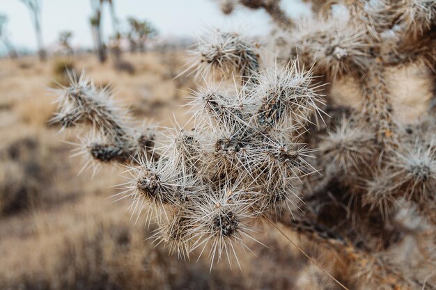 Photo close-up of dried plant on field