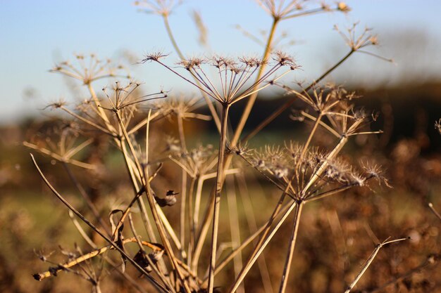 Close-up of dried plant on field