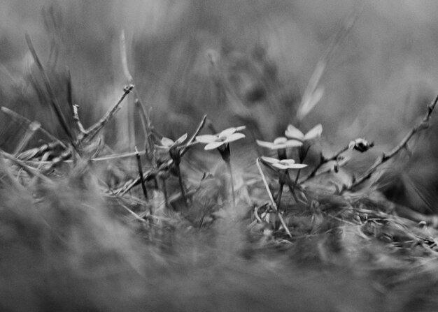 Photo close-up of dried plant on field