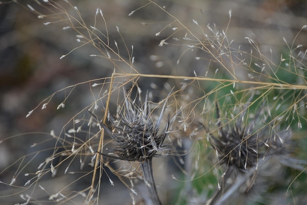 Close-up of dried plant on field