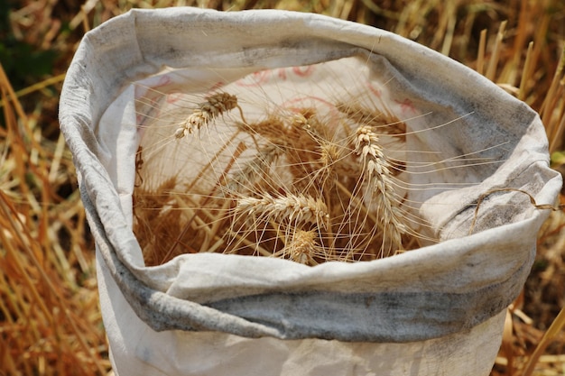 Close-up of dried plant on field