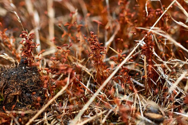 Photo close-up of dried plant on field