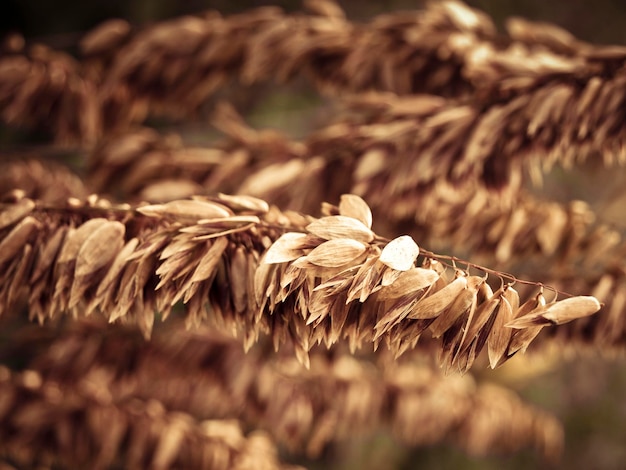 Photo close-up of dried plant on field