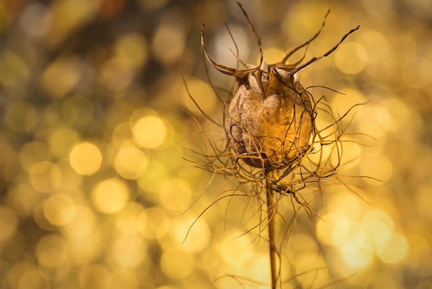 Photo close-up of dried plant pod