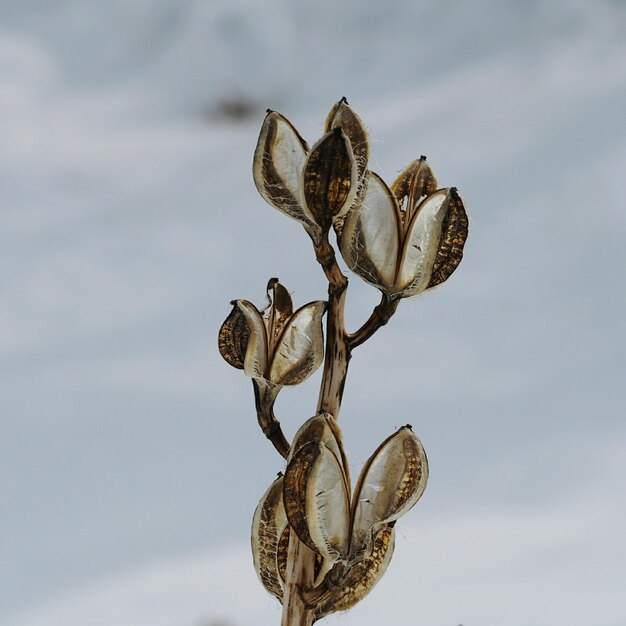 Photo close-up of dried plant pods