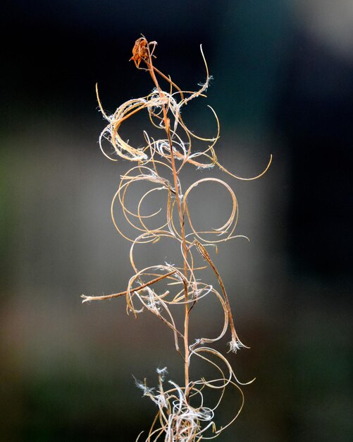 Close-up of dried plant