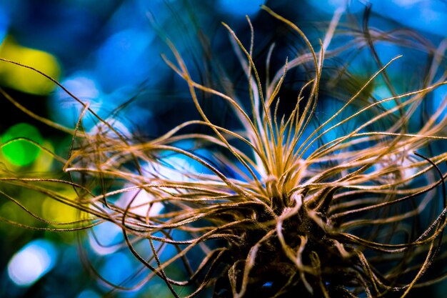 Close-up of dried plant