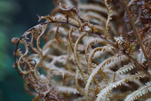 Photo close-up of dried plant