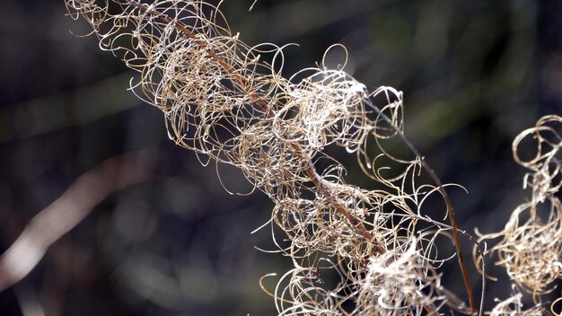 Photo close-up of dried plant