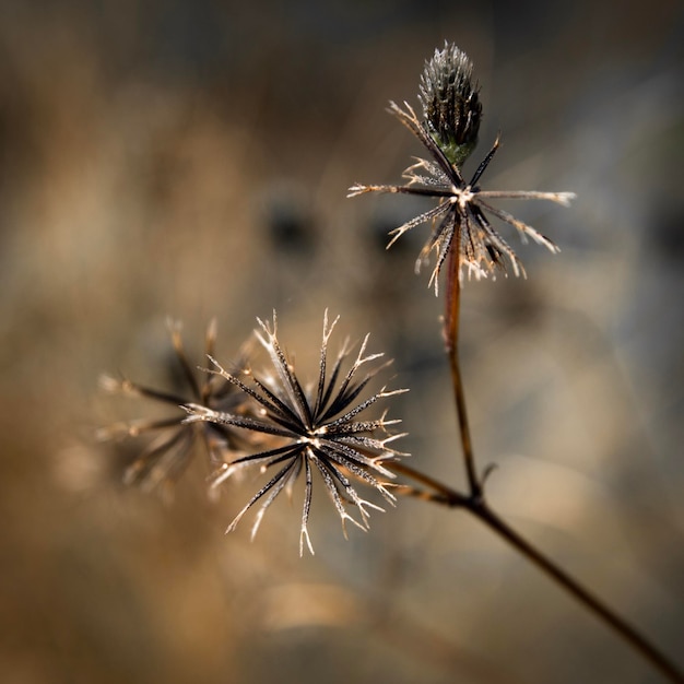 Close-up of dried plant