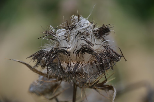 Photo close-up of dried plant