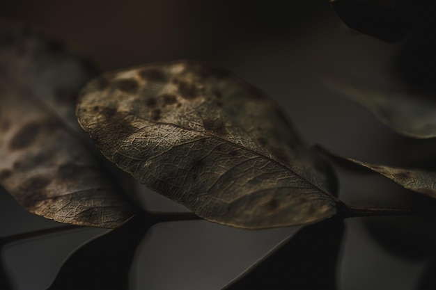 Photo close-up of dried plant